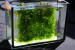copy_435_copy_455_Lomariopsis_1.jpg