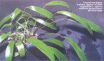 copy_562_copy_488_copy_762_Afzelii-Angustifolia-2.jpg