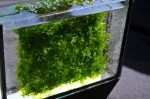copy_575_copy_121_Lomariopsis_2.jpg