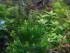 copy_888_copy_34_gratiola.jpg