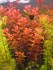 gallery_10157_557_614479.jpg