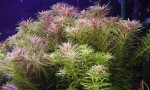 limnophila-aromatica.jpg