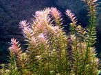 rotala_rotundifolia.jpg