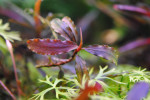 Буцефаландра Bucephalandra sp. #4, Daerah Malawi.jpg