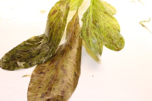 Изображение 4638.jpg