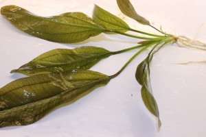 Изображение 4647.jpg