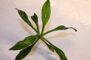 Изображение 4677.jpg