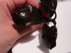 Bucephalandra sp. Brownie Pixy.JPG