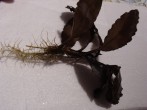 Bucephalandra sp. Brownie Pixy (2).JPG