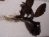 Bucephalandra sp. Brownie Pixy (2).JPG