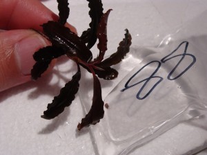 Bucephalandra sp. Kedagang.JPG