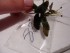 Bucephalandra sp. Kualakuayan-1.JPG