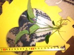 IMG_20171012_144943.jpg