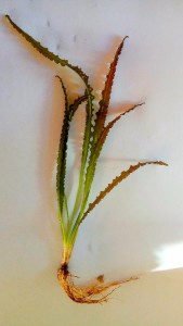 IMG_20171029_090805.jpg