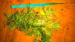 IMG_20171029_173931.jpg