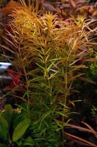 Rotala Bangladesh_.JPG