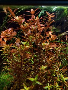 Rotala Singapore.JPG