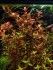 Rotala Singapore.JPG