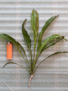 Tenzende feuer feder.jpg