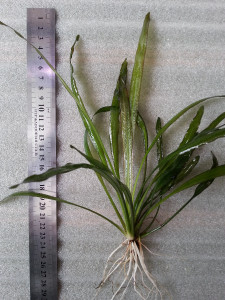 Uruguensis Tricolor.jpg