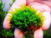 copy_166_miniRosa-moss.jpg