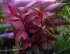 copy_198_copy_866_DSC_3630.jpg