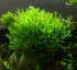 copy_308_copy_385_copy_638_пелия.jpg