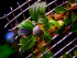 copy_722_Brownie-Phoenix_-1.jpg