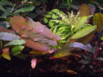 copy_882_CIMG2594.jpg