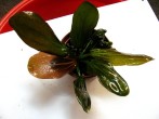 hadi-red-perl-2.jpg