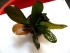 hadi-red-perl-2.jpg