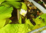 1416170901_nymphaea-rudgeana-3.jpg