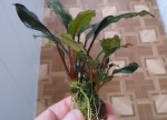 Bucephalandra-sp.-Batang-Аi-1024x734.jpg