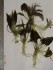 DSC07747.JPG