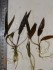 DSC07752.JPG
