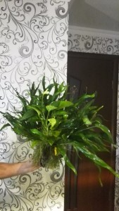 IMG_20171030_201020.jpg