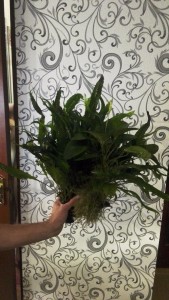 IMG_20171030_201114.jpg