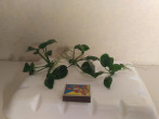 IMG_20171107_224531.jpg