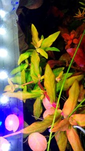 IMG_20171128_113717.jpg