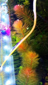 IMG_20171128_113748.jpg