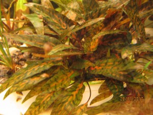 IMG_8688.JPG