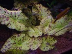 aqa.ru-20110210192218.JPG