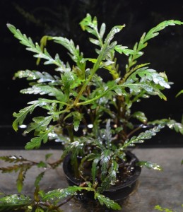 copy_222_copy_106_pinatifida_web.jpg