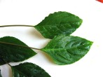 copy_392_copy_967_copy_916_manduensis-1.jpg