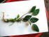 copy_400_copy_375_copy_964_manduensis-3.jpg