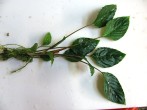 copy_440_copy_211_copy_567_manduensis-4.jpg