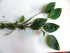copy_440_copy_211_copy_567_manduensis-4.jpg