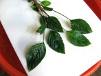 copy_450_copy_691_copy_895_manduensis-2.jpg