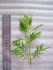 copy_451_H.-difformis-Weiss-Grun.jpg