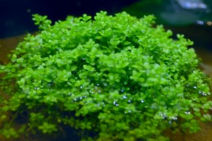 copy_54_copy_59_куба_palu.jpg